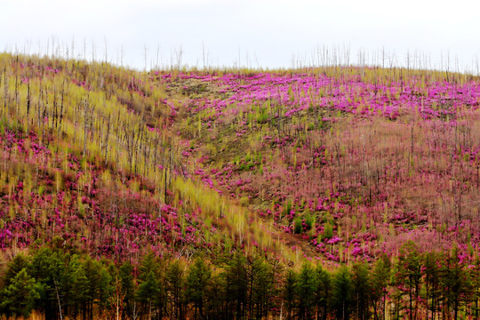 杜鹃山谷