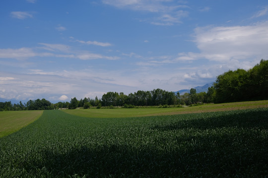 田野