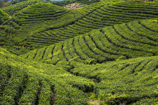 天宫山万亩茶海