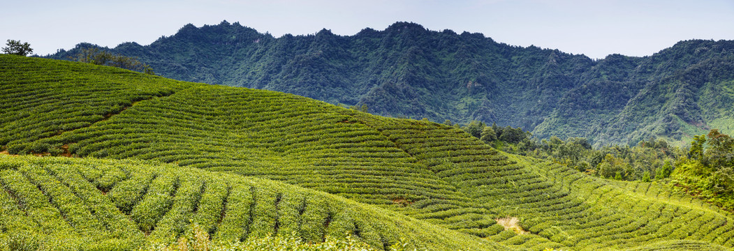 天宫山万亩茶海