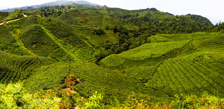 天宫山万亩茶海