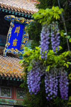 北京国子监盛开的紫藤花