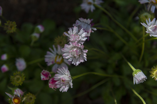 小菊花