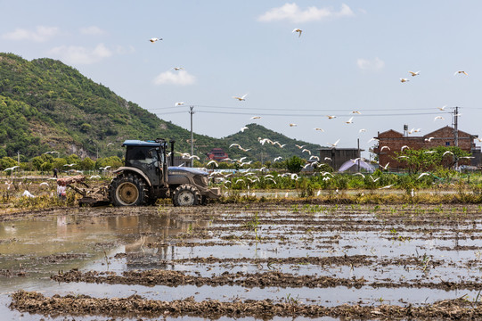 稻田白鹭