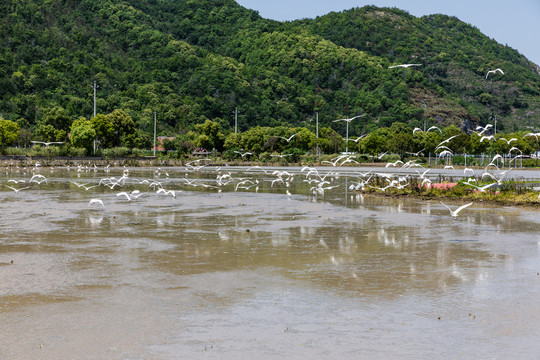 稻田白鹭