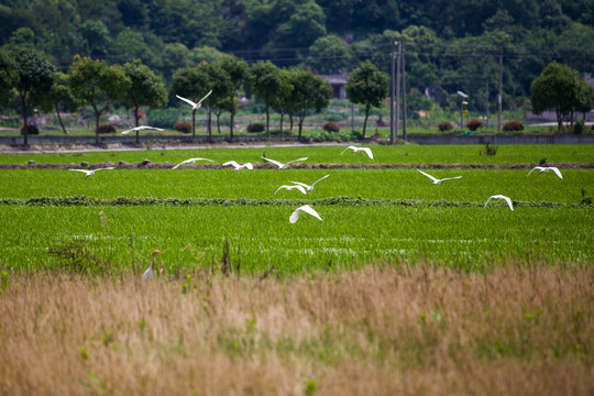 稻田白鹭