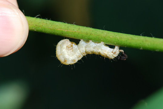 茎上停止取食的甜菜夜蛾高清摄影