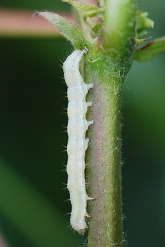 棉花茎上的甜菜夜蛾