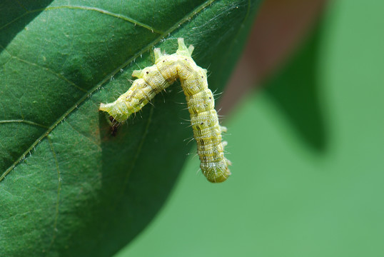 身体变软可以倒挂的虫子