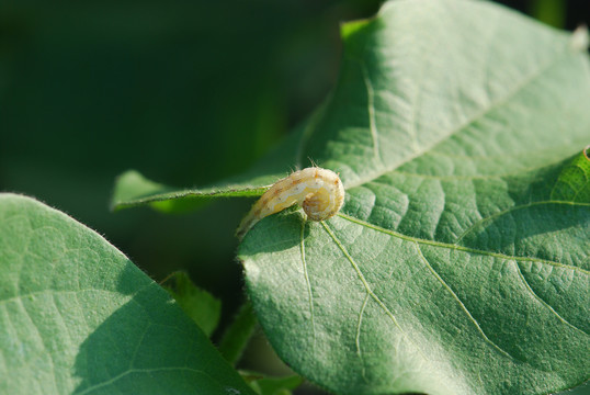 已经停止取食的甜菜夜蛾