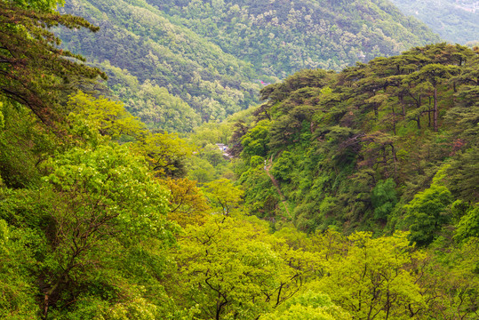 泰山风光