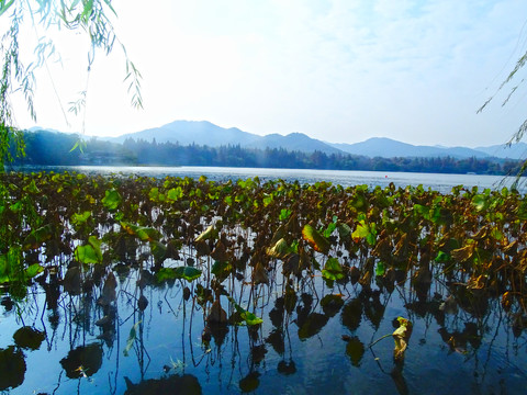 西湖风光