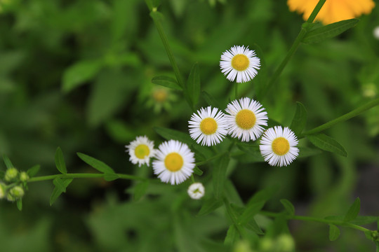 一年蓬花