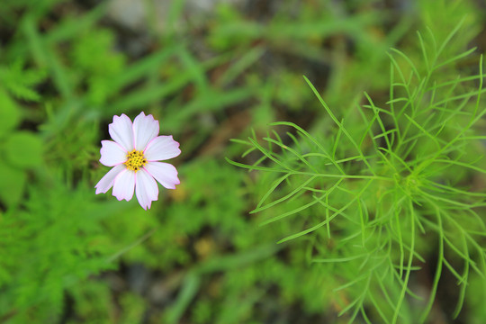 秋英花