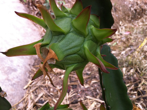 火龙果种植基地