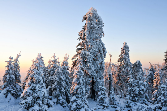 雪松大雪积雪