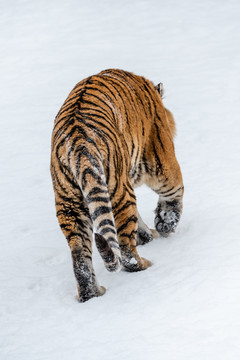 冬天雪后雪地中的老虎东北虎