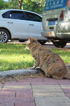 怀孕母猫野猫狸花猫