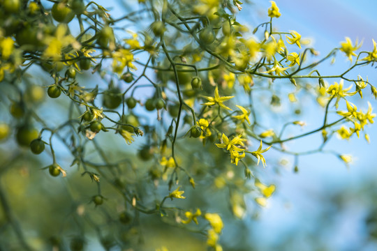 番茄花