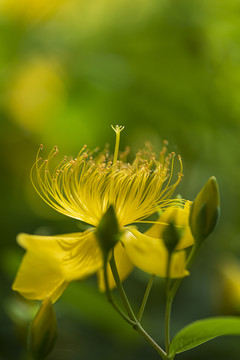 金丝桃花