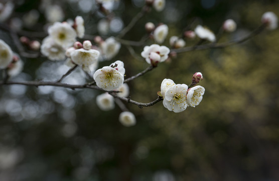 梅花