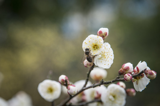 梅花