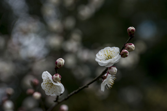 梅花