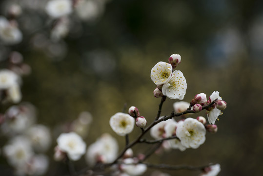 梅花