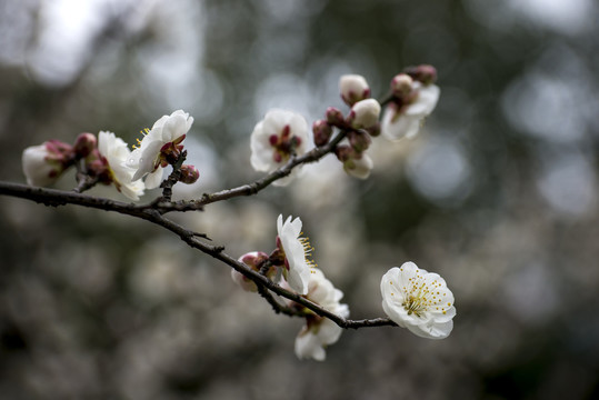 梅花