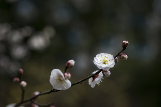 梅花