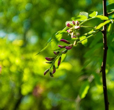 紫槐树花