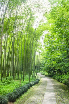 竹林小道