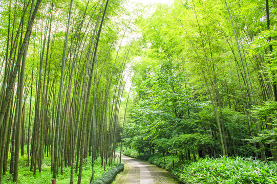 竹林小路