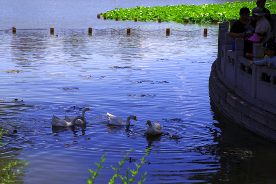 丰台区莲花池公园