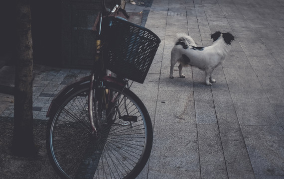小狗自行车