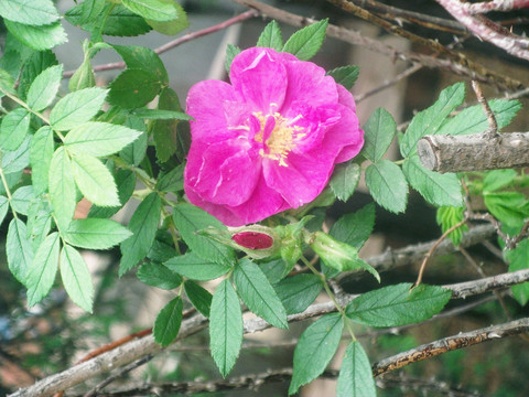 紫色重瓣玫瑰