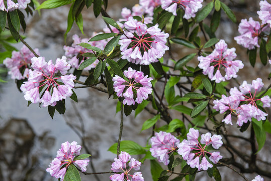 杜鹃花森林树林生态