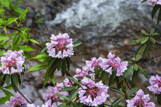 杜鹃花森林树林生态