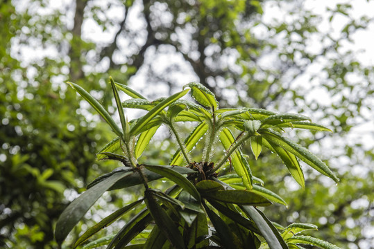 树林森林杜鹃花