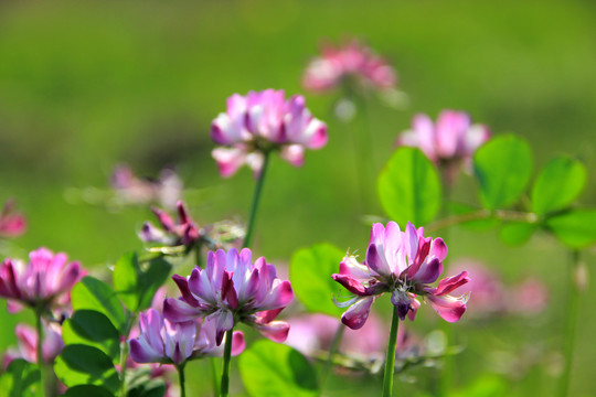 藏红花