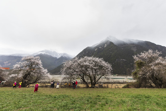 林芝桃花节