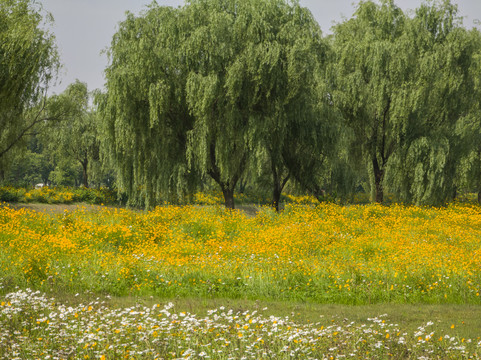 宛山荡花海19