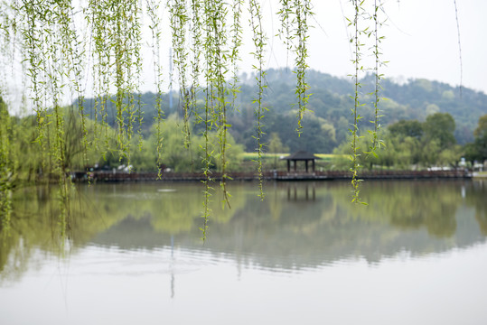 柳叶