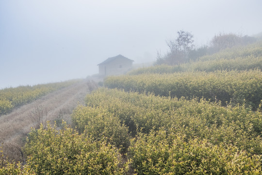 晨雾中的茶叶基地