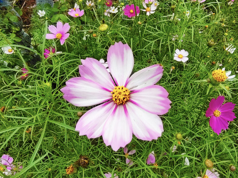 格桑花特写