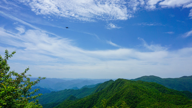 高山海棠