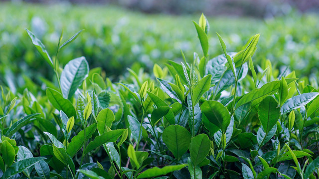 绿茶芽