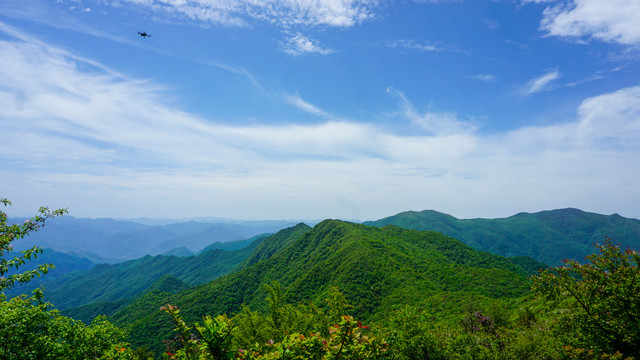 大山海棠