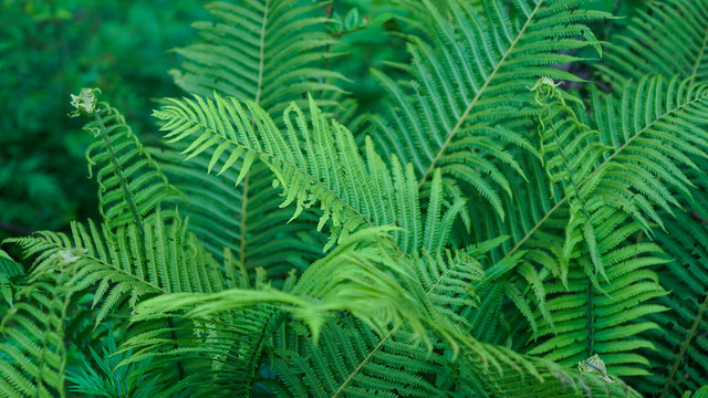 厥类植物