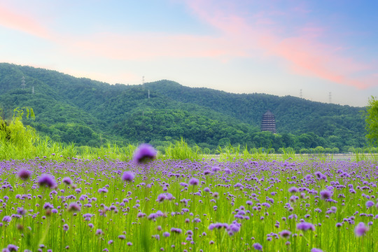 花海紫色马鞭草